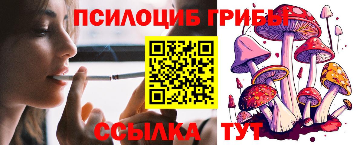 Псилоцибиновые грибы Psilocybe Кировск